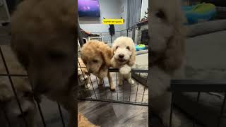 Which goldendoodle Puppy gets the Snacky Snackers [upl. by Arted364]