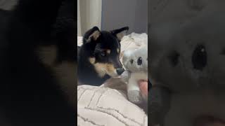 布団の中からおもちゃの音が聞こえるよ 豆柴 柴犬 黒柴 子犬 犬 ペット mameshiba shiba blackshiba puppy dog pets [upl. by Yanahs]