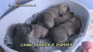 Cairn Terrier amp puppies [upl. by Yuzik]