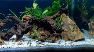 NATURAL AQUARIUM 3 Week Update WOW [upl. by Kristofer]