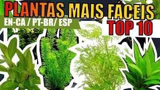 🔴 TOP 10 PLANTAS mais FÁCEIS para AQUÁRIOS [upl. by Federica377]