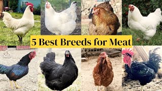 Top 5 Best Meat Chickens Breeds for Delicious Taste  Most Wanted Heritage Chicken Breeds [upl. by Dumas]