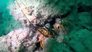 Toilet Bowl Reef Dive  Santa Monica Bay [upl. by Aloiv]