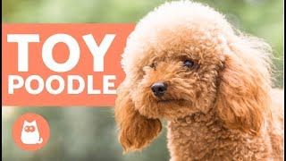 TOY POODLE  Characteristics Character and Care [upl. by Norwood]