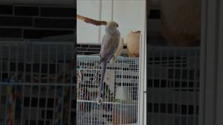 Luna mimicking Rex music birds cockatiel indianringneck parrot cute pets funny fyp shorts [upl. by Enymzaj844]