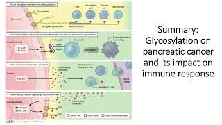 Glycosylation in pancreatic cancer cells and its impact on Immune Response code 514 [upl. by Nynahs526]