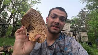 Is this edible Pheasant Back Mushrooms Part One Finding a prepping mushrooms [upl. by Dorothy]