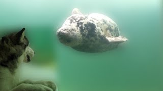 Malamute Visits A Seal Sanctuary [upl. by Hilliard495]