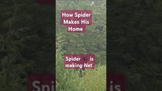 The Science of Spider Silk How Nature Makes Its Own Superhero [upl. by Kuska673]