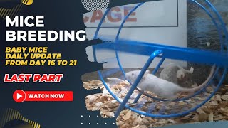 MICE BREEDING  BABY MICE DAILY UPDATE  DAY 16 TO 21  LAST PART  Mister G Vlogs  PET CARE [upl. by Worl]