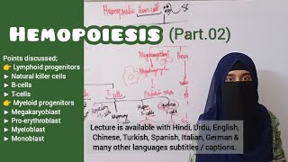 Hemopoiesis  Part02  Lymphoid and myeloid progenitors  Simplified [upl. by Rauch]