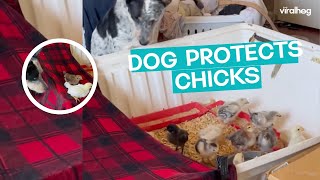 Dog Keeps Chickens Safely In Home  ViralHog [upl. by Yrak]