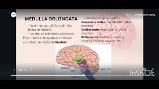 Hindbrain and Ventricle [upl. by Demaggio]