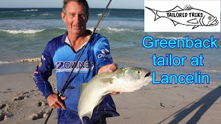 Greenback tailor at Lancelin [upl. by Archer]