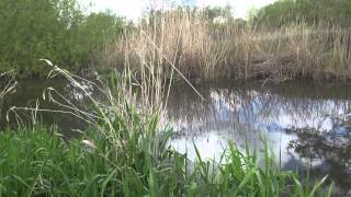 RIVER LODDON SINDLESHAM MILL SINDLESHAM BERKSHIRE [upl. by Sil]