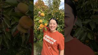 Harvesting Fuyu Persimmons 🧡 fall persimmon [upl. by Fiden]