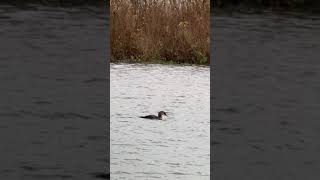 Black Throated Diver 2020 [upl. by Burdett]