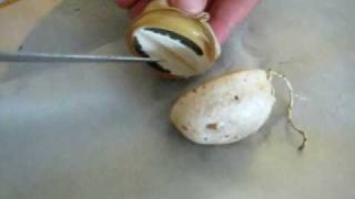 Stinkhorn egg dissection [upl. by Ardnak]