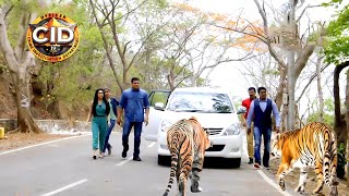 জঙ্গলে সিআইডি অফিসারের ওপর চড়াও হয় চিতা  সিআইডি CID  bengali crime series 2024 [upl. by Yendroc]