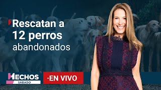 EN VIVO  Doce perros abandonados por peregrinos en la Basílica son rescatados  14122024 [upl. by Bibbie599]