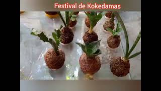 Festival de Kokedamas [upl. by Meean]