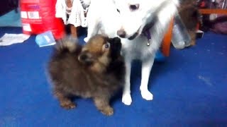 Pomeranian playing with Japanese Spitz  Dog Vlog  Nepal  Funny Pomeranian [upl. by Aelgna]