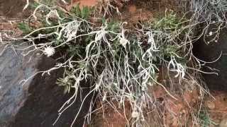 Finding Sagebrush Checkerspot Caterpillars [upl. by Refinnaej]