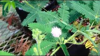 Sensitive Plant Mimosa pudica exhibiting thigmotropism [upl. by Coonan]