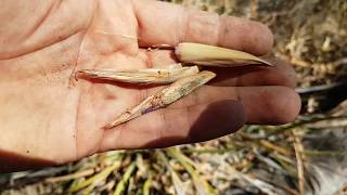 Out Bush Collecting Seeds of the Western Australian Native Grass Species Patersonia Occidentalis [upl. by Mary]