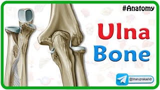 Ulna Bone Anatomy Animation [upl. by Gardol289]