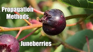 Juneberry Growing Practices [upl. by Amati]