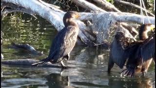 Cormorant Lounge widescreen [upl. by Neerak56]