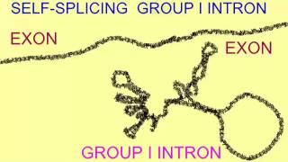 GROUP I INTRONS [upl. by Bremser]