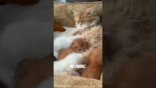 Cute cat with kittens [upl. by Atinid]