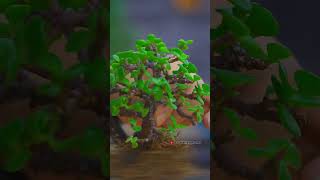 NUEVO ESQUEJE PARA LA COLECCIÓN BONSAI JADE portulacariaafra diy plantas [upl. by Sellma]