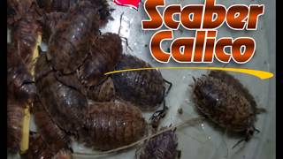 Porcellio Scaber quotCalicoquot [upl. by Kam]