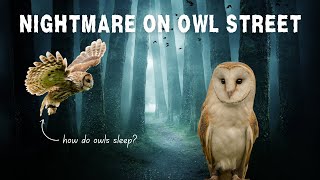 How Do Owls Sleep  Revealing Owl Slumber Secrets [upl. by Uriiah133]