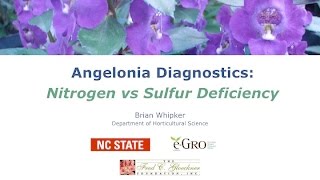 Angelonia Comparing Nitrogen and Sulfur Deficiencies [upl. by Chloras3]