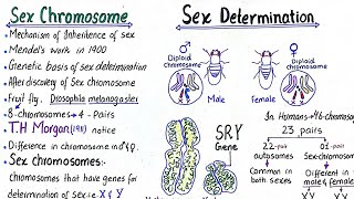 sex determination  sex chromosomes  class 12 [upl. by Alasteir301]