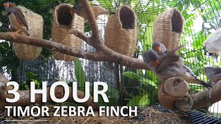 Timor Zebra Finch Song  3 Hours Finch Sounds [upl. by Akiemehs851]