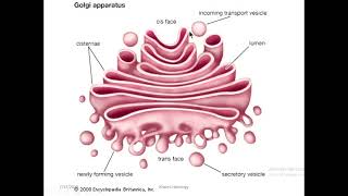 Cell histology part 2 lysosome RER SER peroxisomes [upl. by Burack]