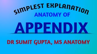 APPENDIX  ANATOMY [upl. by Stutman]