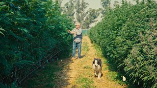 Cannabis Wine and Culinary Excellence Unite in Sonoma County Wine Country [upl. by Coppinger207]