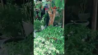 ගනේමුල්ල මල් කඩේට එන්න natural plant sri lanka garden indoorplants bonsailovers bonsai [upl. by Isej829]