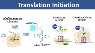 Translation Initiation  Initiation of Protein Synthesis  Biochemistry [upl. by Lleon726]