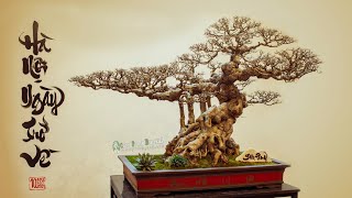 Vietnam Bonsai Art Exhibition [upl. by Norak586]