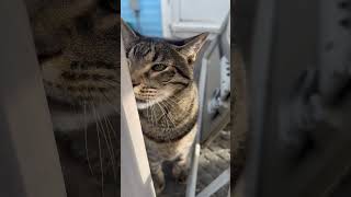 Trailer Park Cats 09292024 [upl. by Laurin]