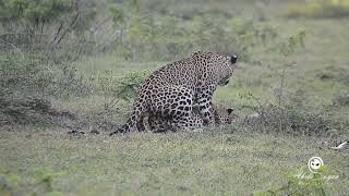 Leopard Mating Couple  Wilpattu National Park  විල්පත්තු කොටි යුවල [upl. by Neelyam]