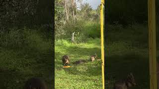 Swamp Wallaby and Rock Wallaby Enjoying Organic Bananas Organic Carrots and Local Papaya 💕🦘🍌🥕🧡 [upl. by Cadal]