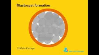 Blastocyst formation [upl. by Lang]